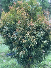 Syzygium myrtifolium