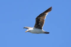 Larus occidentalis