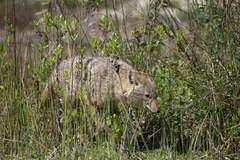 Canis aureus syriacus