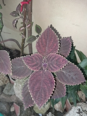 Coleus scutellarioides