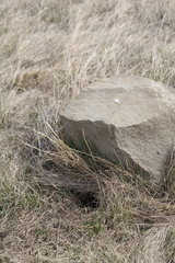 Urocitellus richardsonii