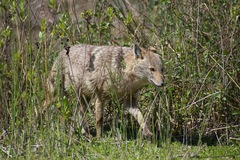 Canis aureus syriacus