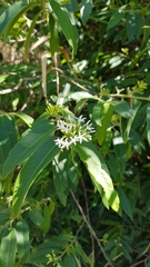 Vallesia