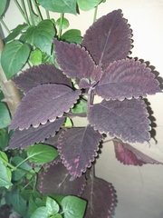 Coleus scutellarioides