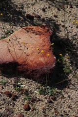 Gymnodiscus capillaris