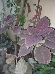 Coleus scutellarioides