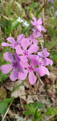 Phlox amoena