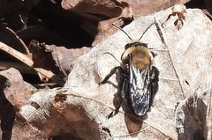 Andrena carlini