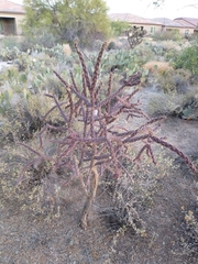 Cylindropuntia thurberi versicolor