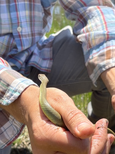 iNaturalist observation photo of Western Yellow-bellied Racer