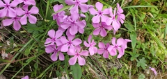 Phlox amoena