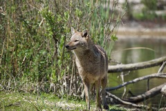Canis aureus syriacus