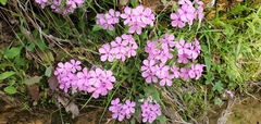 Phlox amoena