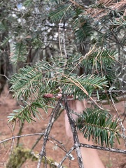 Abies guatemalensis