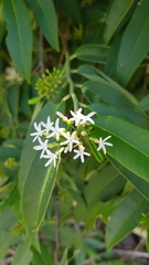 Vallesia
