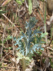Argemone aurantiaca
