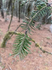 Abies guatemalensis