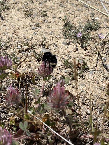 iNaturalist observation photo of Bumble Bees