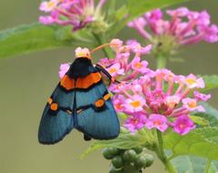 Egybolis vaillantina