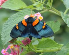 Egybolis vaillantina