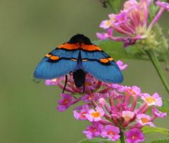 Egybolis vaillantina