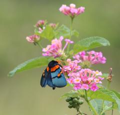 Egybolis vaillantina