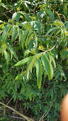 Vallesia