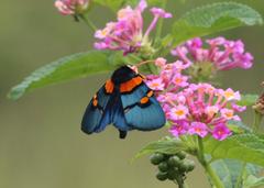 Egybolis vaillantina