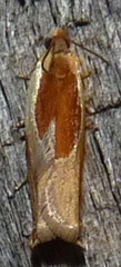Ancylis mira