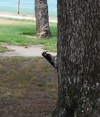 Melanerpes formicivorus