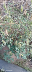 Crotalaria longirostrata