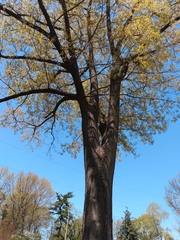 Quercus × heterophylla