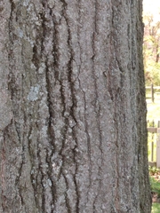 Quercus × heterophylla