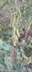 Crotalaria longirostrata