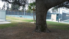 Melanerpes formicivorus