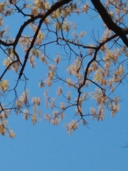 Quercus × heterophylla