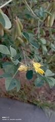 Crotalaria longirostrata