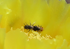 Macrotera