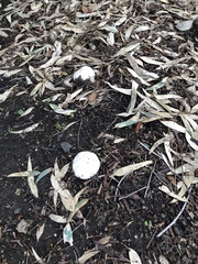 Fungi