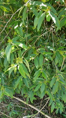 Vallesia