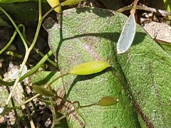 Draba