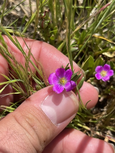 iNaturalist observation photo of redmaids