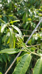Vallesia