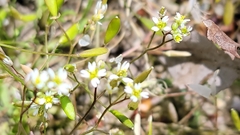 Draba