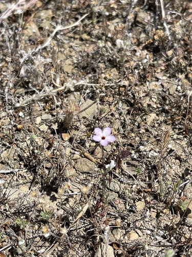 iNaturalist observation photo of Serpentine Leptosiphon