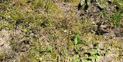 Draba