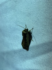 Ochropleura