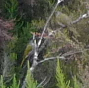 Nesoptilotis flavicollis