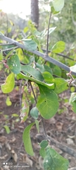 Pisonia capitata