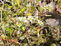 Draba